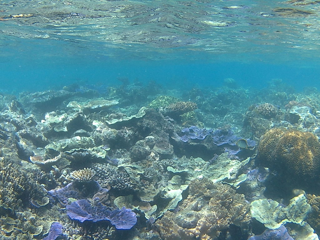 Barrière de corail Australie