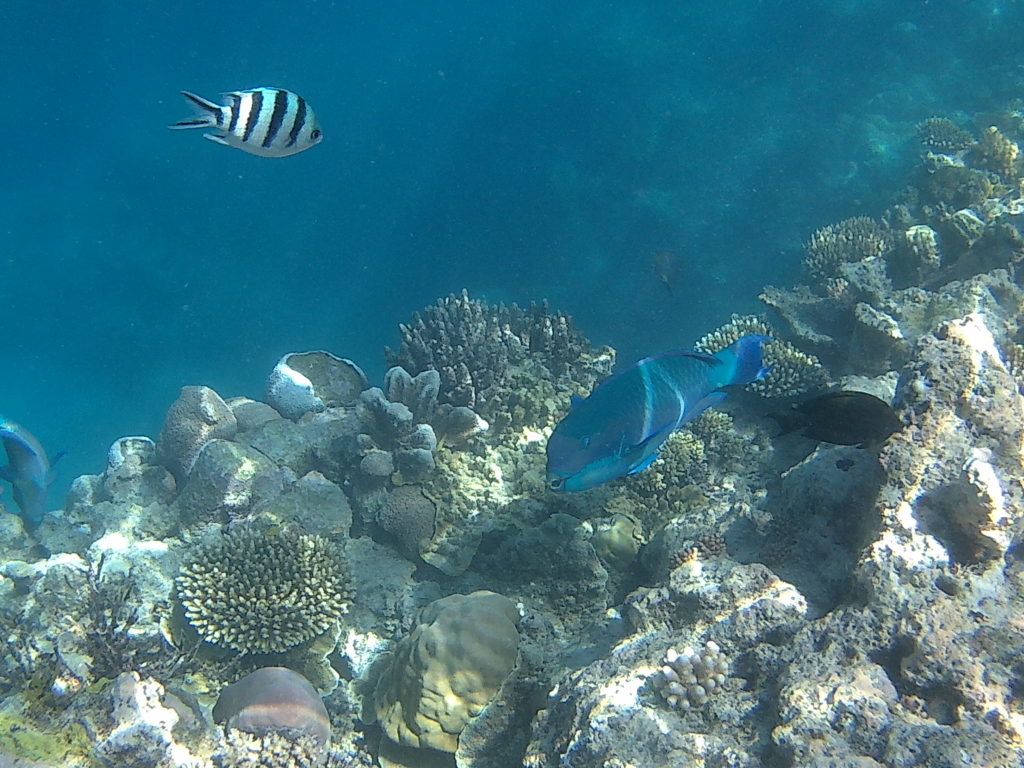 Poisson perroquet dans la grande barrière de corail Australie