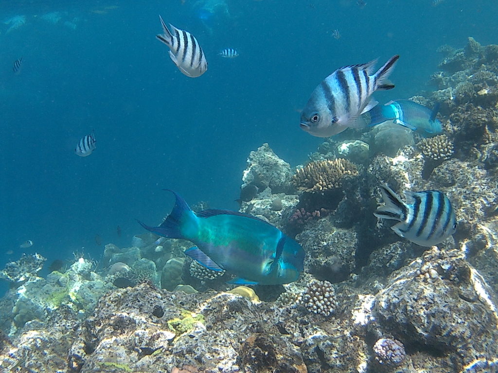 Journée à la grande barrière de corail en Australie