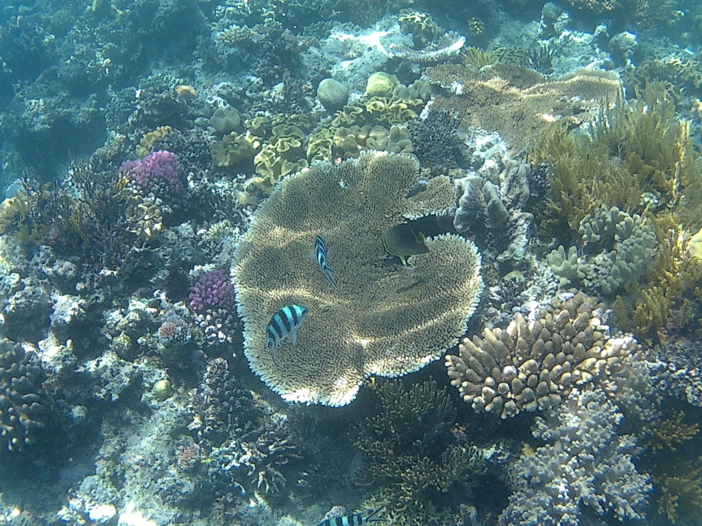 Poissons coraux australie