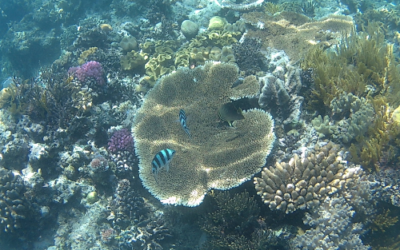 La grande barrière de corail