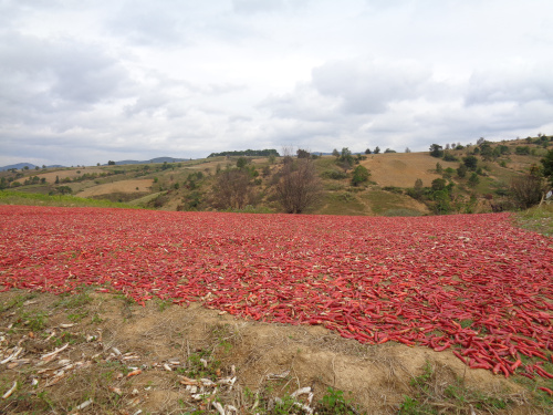 Chili qui sèche en Birmanie