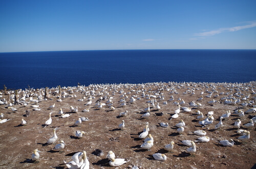 fous de bassan sur l'île bonaventure près de Percé