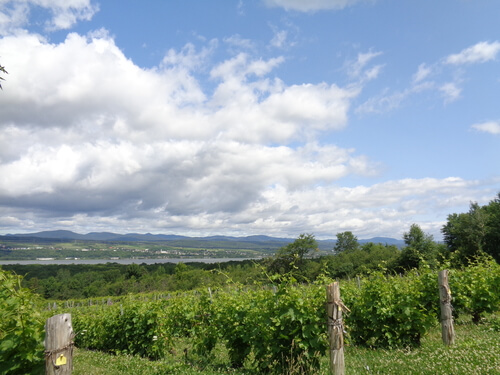 Vignoble sur l'île d'orléans