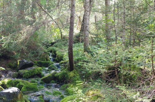 Sentier dans le parc national de la gaspésie