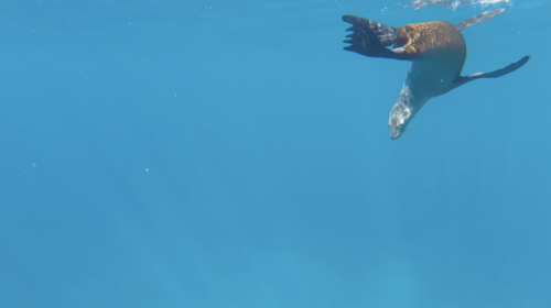 otaries à Espiritu Island