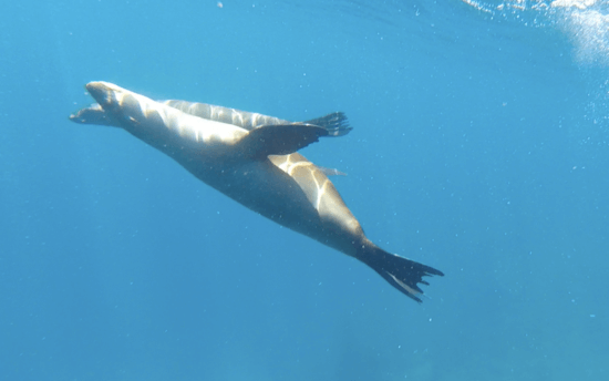 otaries à Espiritu Island