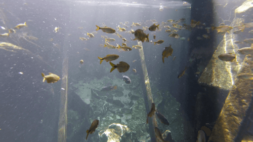 Poissons de la cenote escondido