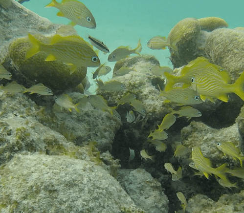 Poissons de Akumal Beach