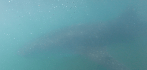 otaries à Espiritu Island