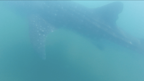 otaries à Espiritu Island