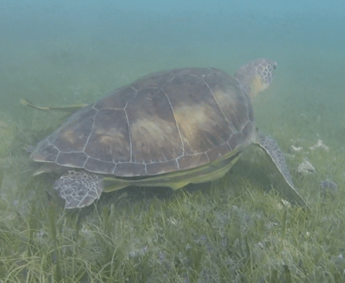 Tortue près de Tulum Akumal Beach