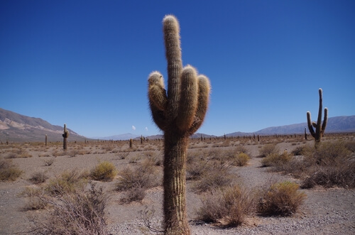 Cactus dans la région de Salta