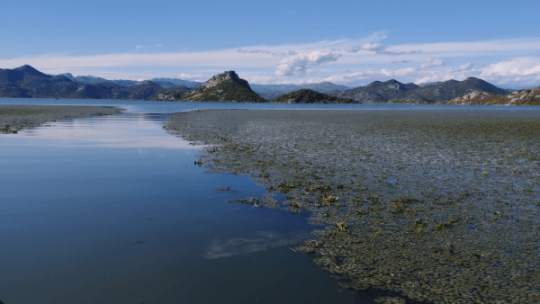 Parc national du Lac Skadar